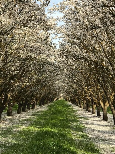 value: "Acres and acres of Almond Trees flowering in Delano Farms this time of the year is such a striking beauty ."
