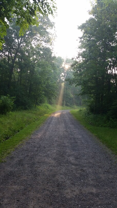 value: "Sun beam after the rain on one of the main trails at Camp Bucoco"
