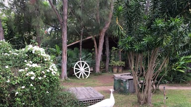 Free birds in a beautiful garden turns into a great place to relax 