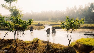 A Chitwan National Park scenery. Elephants crossing a jungle river in search for wilderniss wildlife. #nationalpark #nepal #troveon #elephants #river