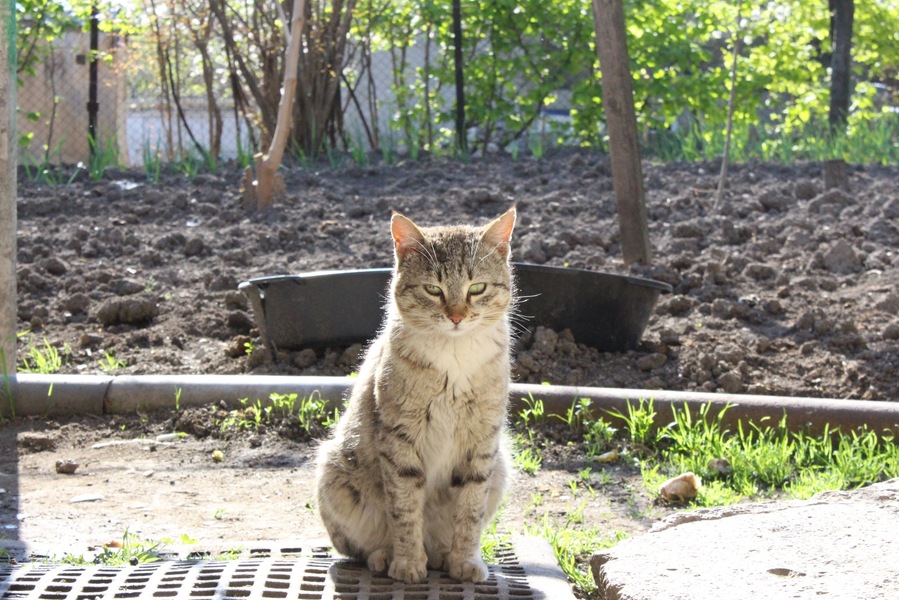 Cat sitting in a garden on Easter Sunday 2017.
Lazily looking into a kitchen filled with drunk men, talking politics.