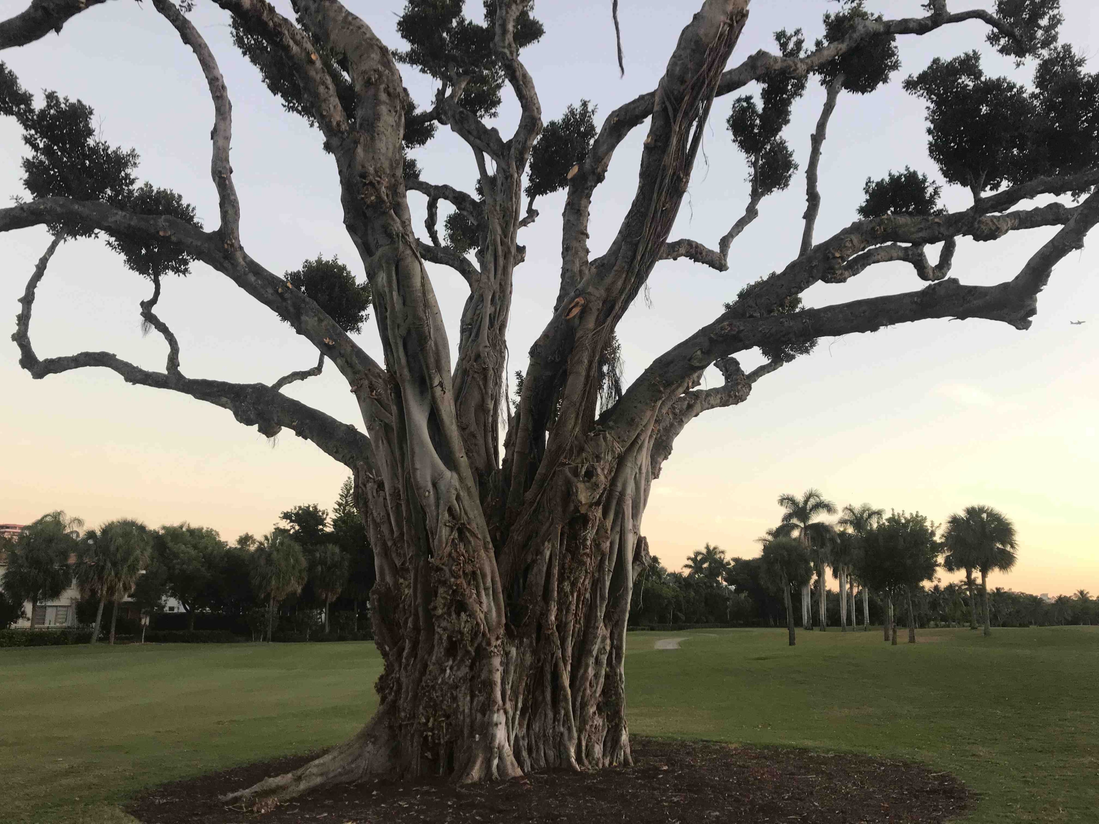 This old Banyan tree has seen a round or two of golf! Beautiful.