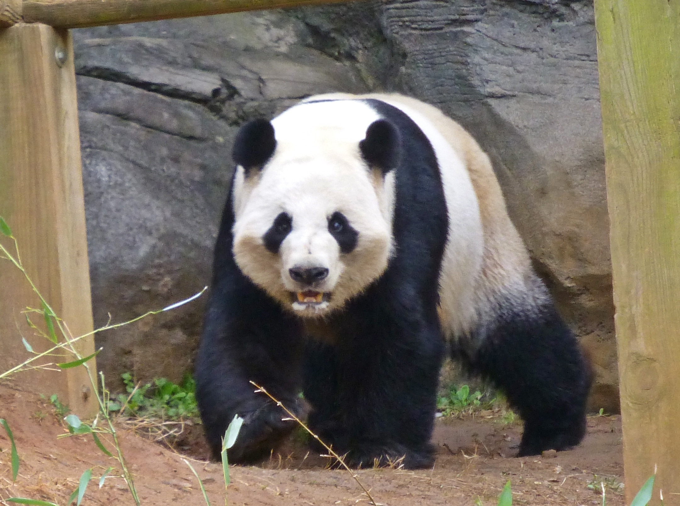 アトランタ動物園 アトランタ エクスペディア