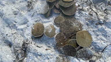 Sand dollars at Anna Maria Island. Great place to swim, paddle board and fish. 
#waterlust #sanddollars #Nature