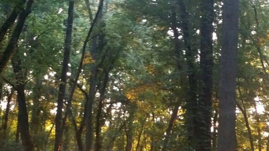Optimist Park