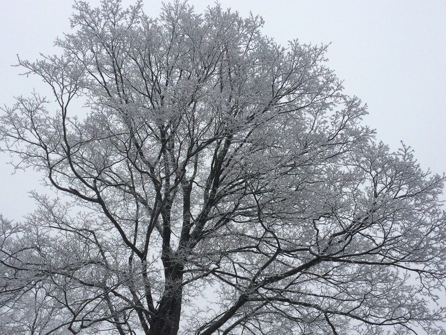 An icy, snowy gray morning near Allegany National Forest