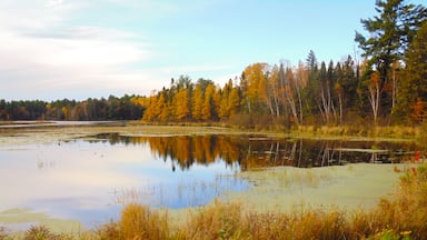 This marsh in Northern Wisconsin holds an abundance of wildlife in it.
