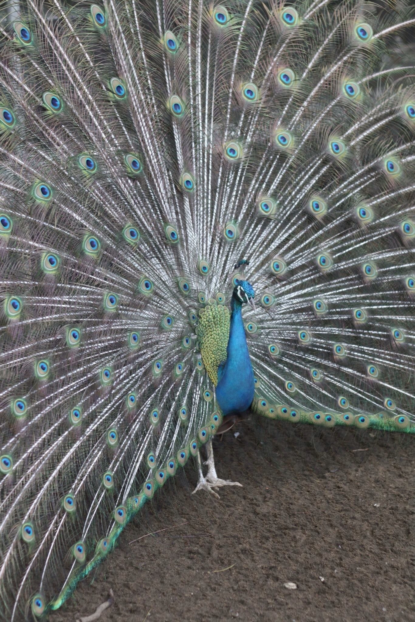 I spotted this peacock showing off in Baker's Hill, Palawan. Such a beautiful creature!
