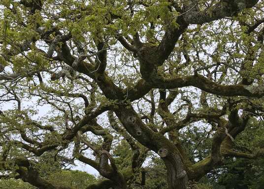 Muckross, Ireland