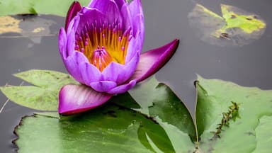 Water Lily Flower at the Maya Devi in Lumbini, Nepal, birthplace of the Lord Buddha.