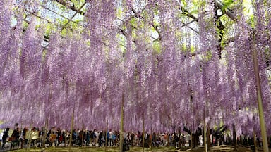 Visited this park today. It was a bit hard to access, very crowded, but worth a visit to see this magnificent wisteria. 
#SpringFun
