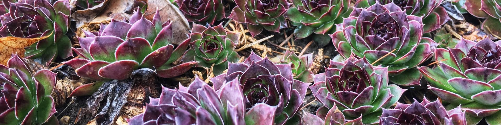 Taken at my father-in-law’s house 🌱