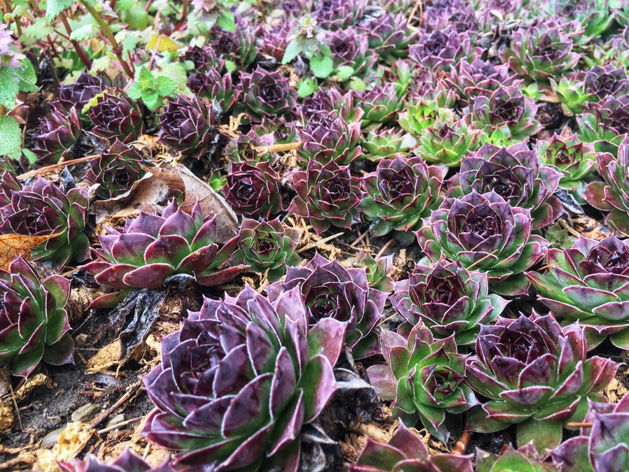 Taken at my father-in-law’s house 🌱