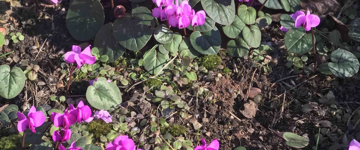 Wild cyclamen