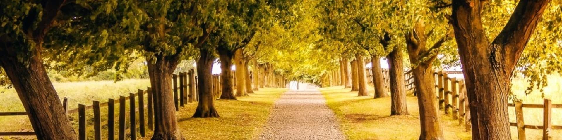 Houghton House Drive
Houghton House today is the shell of a 17th-century mansion commanding magnificent views, reputedly the inspiration for the ‘House Beautiful’ in John Bunyan’s Pilgrim’s Progress. The Drive leading down to the house.