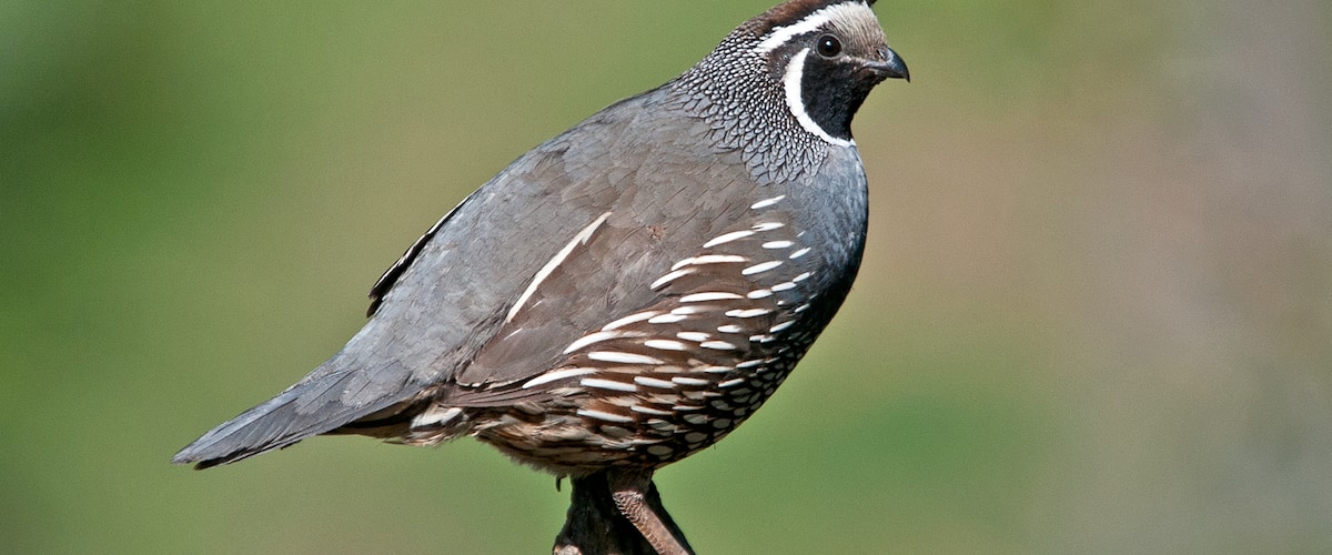 This old stump provided a good perch for various critters.  This California Quail posed well.
#nature
#outdoors
#wildlife
#birds
#quail
#mybackyard