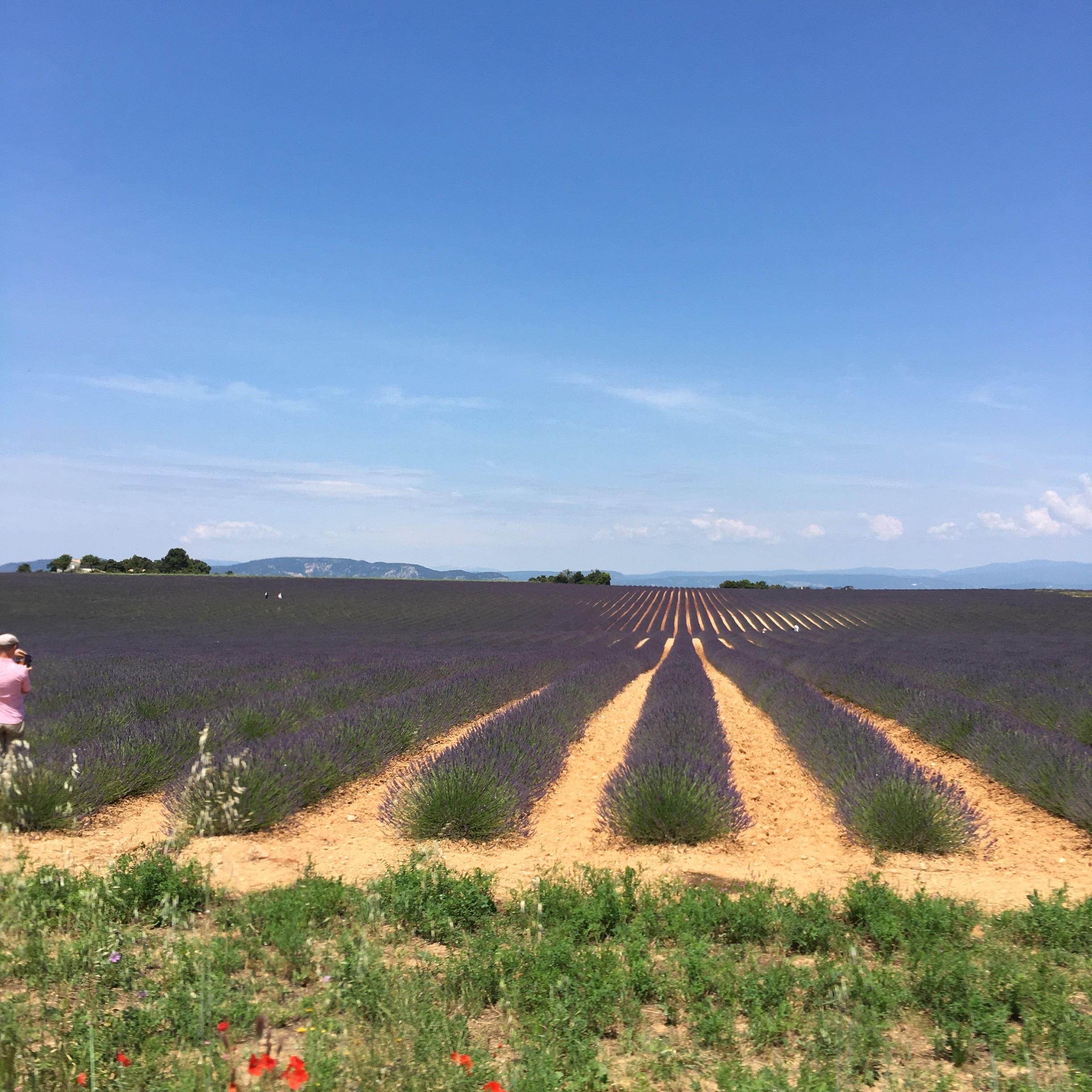 Lavender Fields In Valensole - Tours And Activities | Expedia