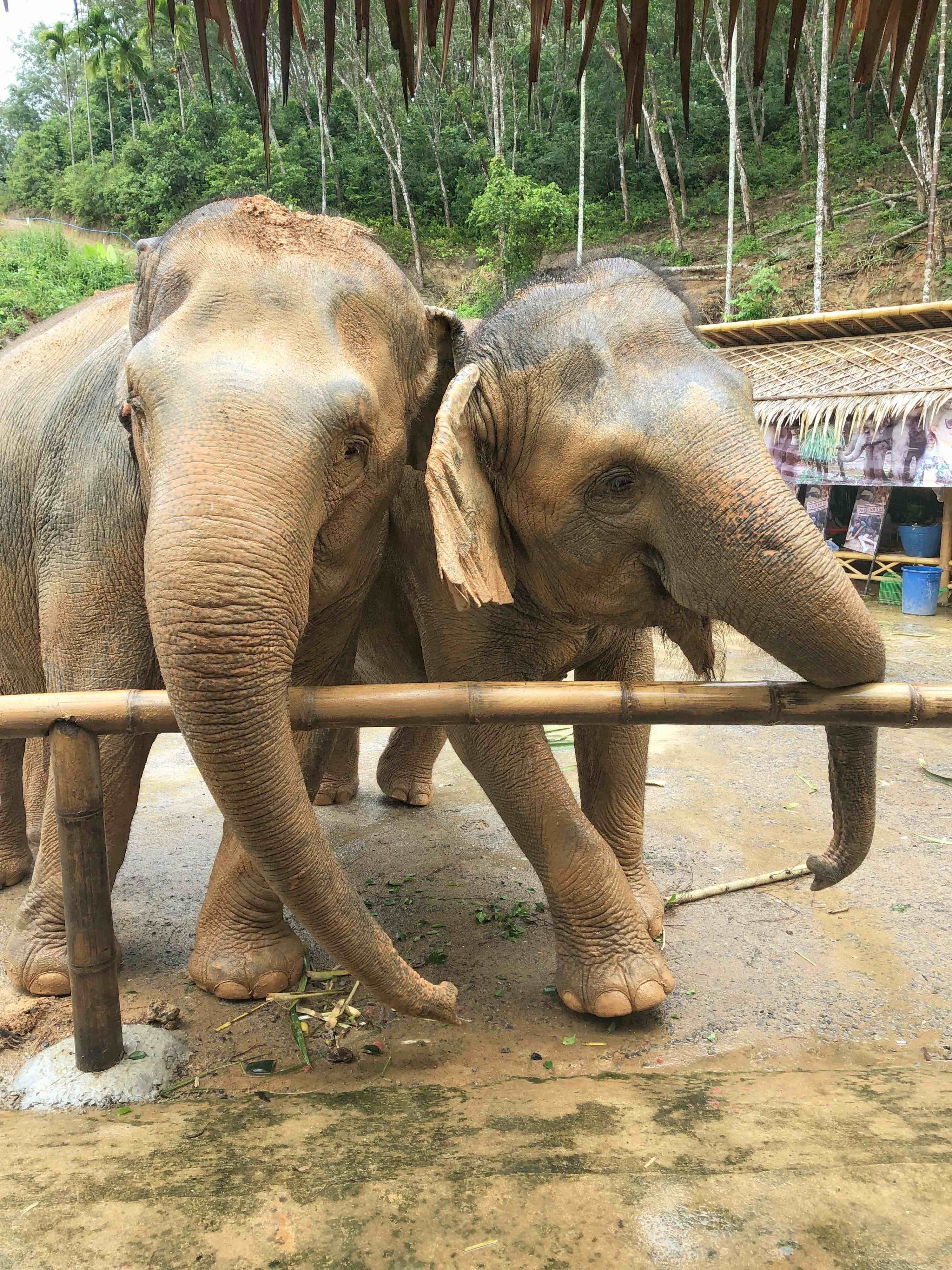 A special bond between two friends can’t be broken! 

This jungle sanctuary is a place for rescue elephants to enjoy their remaining years! Strictly ethical and riding the elephants is forbidden!

#LifeAtExpedia