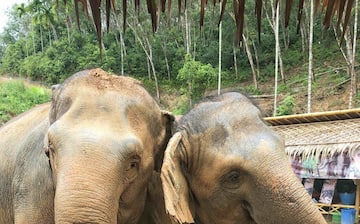 Top Hotels Closest to Elephant Jungle Sanctuary Phuket in Kathu 