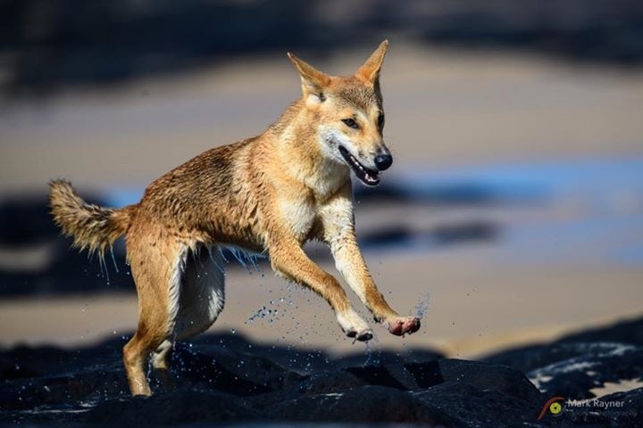 The dingos are enjoying life on Fraser Island 😁😁😁 Provided you keep your distance, observing the wild dingos on Fraser Island can be very rewarding.