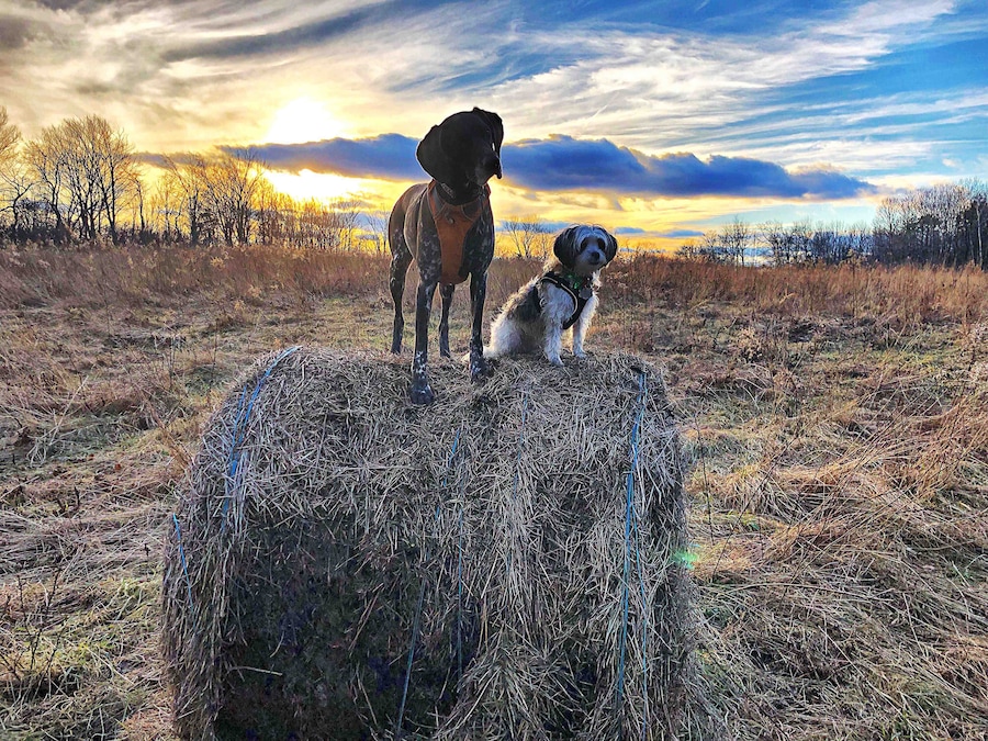 Redding, CT. First day of 2019, 50F outside :)