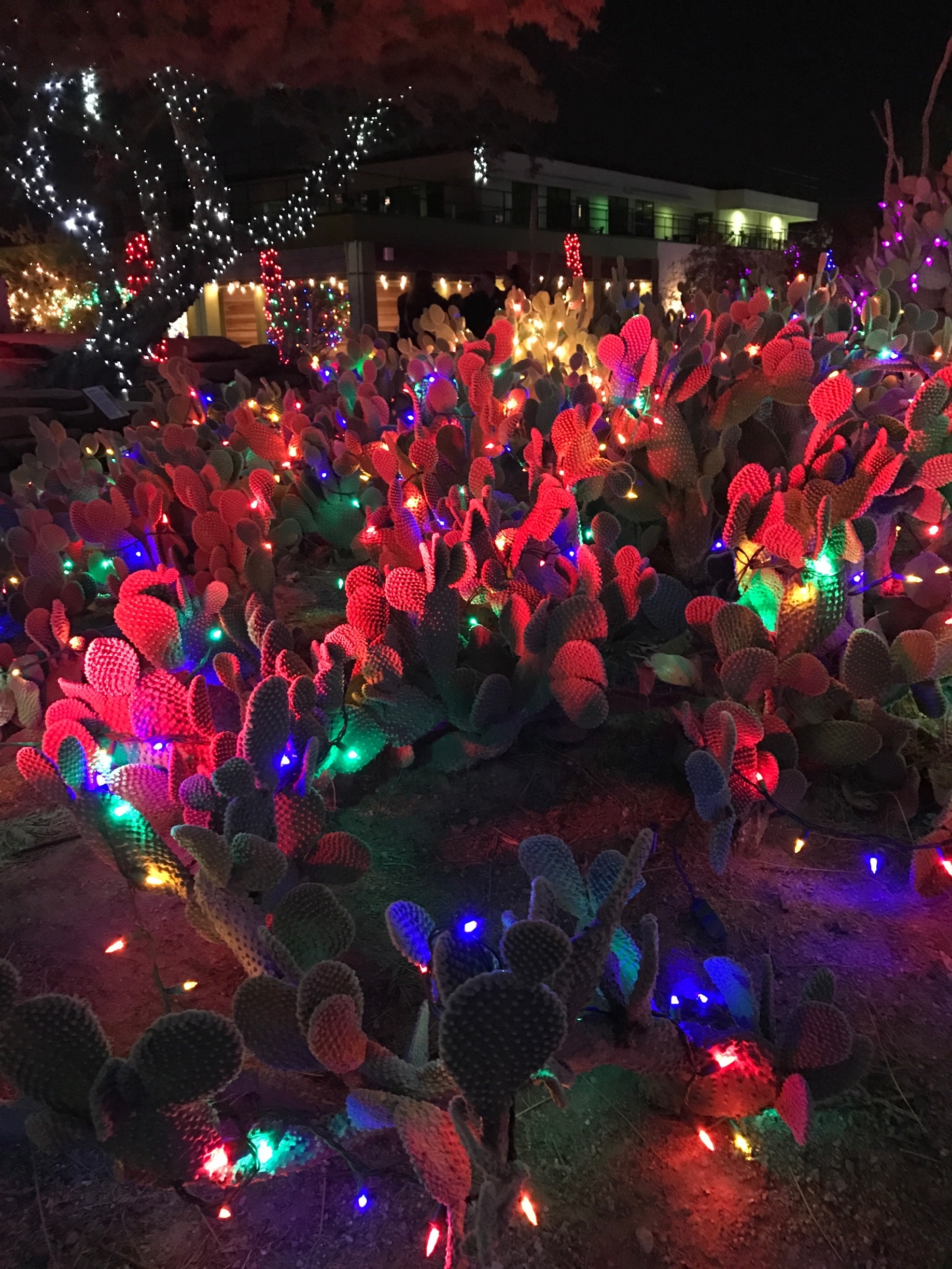 The cactus garden at Ethel M. Factory in Las Vegas decorates for the holiday season to create a desert winter wonderland.  