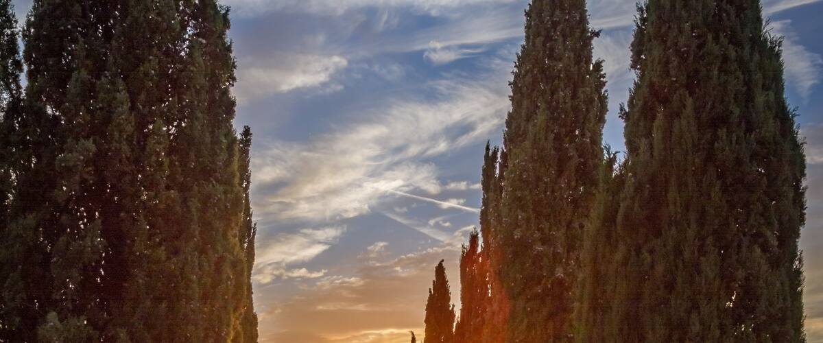 Sunset on a traditional cypress alley near Ponteginori in the Tuscany region of Italy.