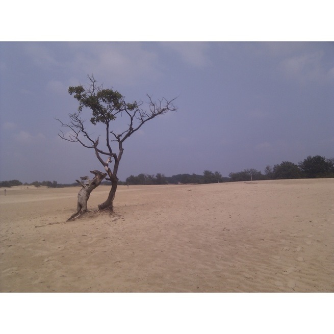 A Joshua tree, the Dutch version..