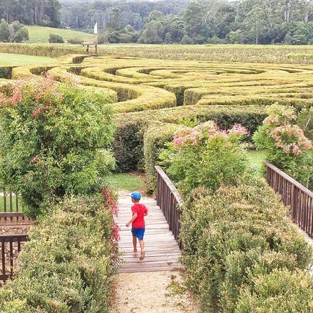 Bago Vineyards have an awesome hedge maze that is so much fun! Beautiful grounds, wine, coffee & snacks. Well worth a visit! :)