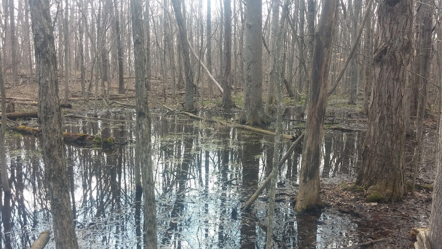 Gallant Woods Preserve