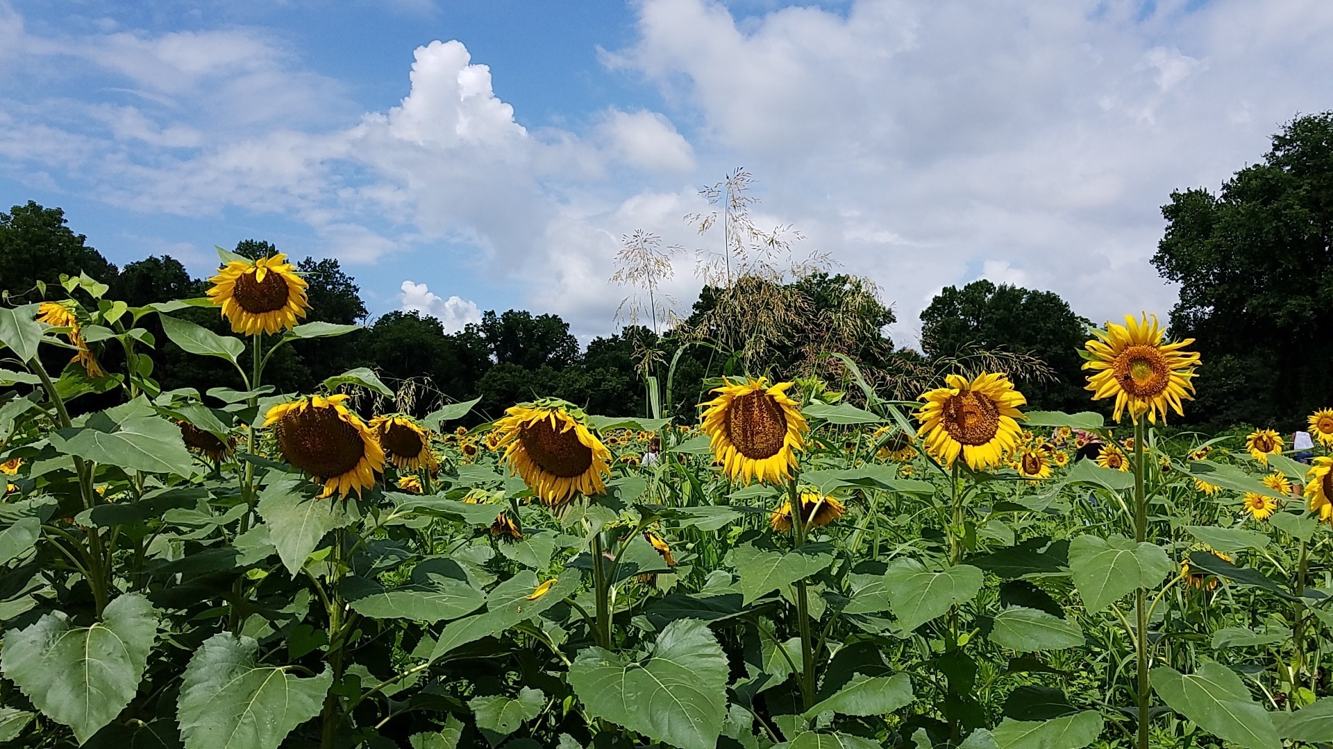 Big field of sunflowers.