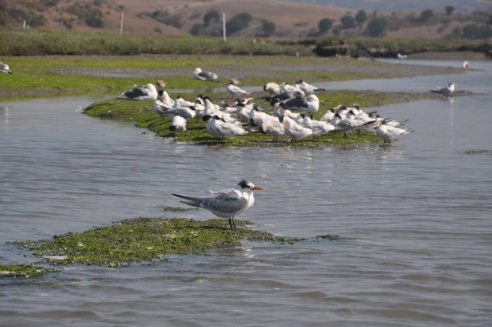 Moss Landing, CA Vacation Rentals house rentals & more Vrbo