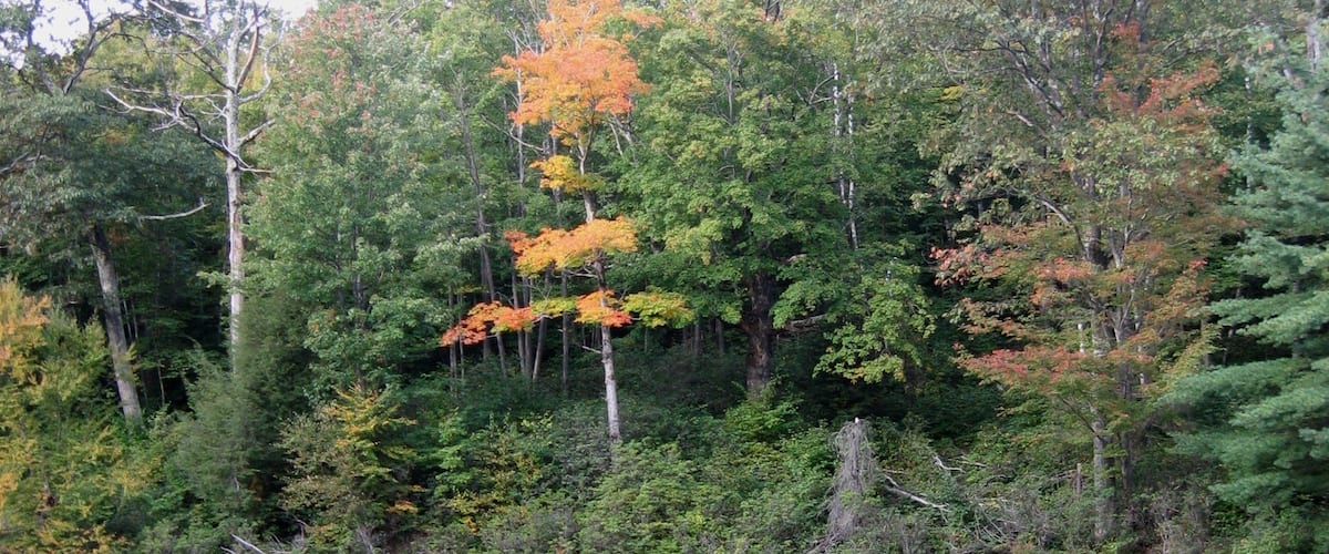 The Mass Audubon's High Ledges Wildlife Santuary is a hidden gem, a beautiful hike through the woods with a great view of the valley at the end. Can't say we saw any wildlife in late September, but it's a perfect time for pretty foliage. Great hike for kids! #Massachusetts #NewEngland #fall #colors #hiking #outdoors
