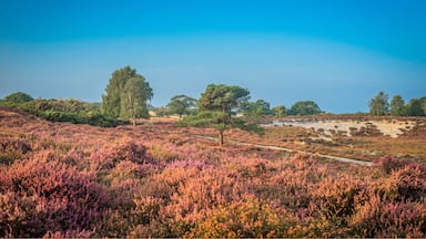 

Westleton Heath is full of blooming heather in summer, but now in September the heather is nearly out of bloom but it still looks lovely. Lovely spot for dog walking but you must keep them on a lead until August to protect the variety of birds nesting. 

October is the most exciting time of year to watch our deer as they engage in fierce mating battles. The three largest species of deer (red, fallow and sika) all rut in the autumn and the red variety is in Westleton.
 
Rutting activity is most intense soon after dawn, though some activity occurs throughout the day. Deer are interesting to watch because their behaviour changes as the rut progresses.
 
But remember that male deer are pumped full of testosterone and highly aggressive; in parks, attacks on dogs are not uncommon and sometimes people are also injured. So don’t get too close.