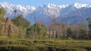 Follow the tea estates opposite the Lodge at Wah and keep walking. The wilderness and villages gives way to endless tea estates, with the snow clad Dhauladhar range in the backdrop!

#himalayas #india #offbeat #theshootingstar 