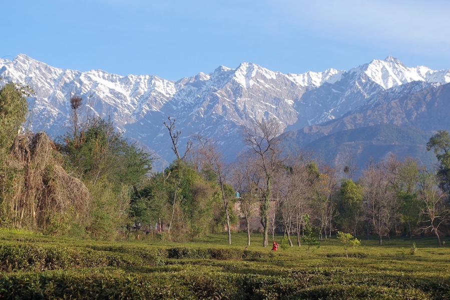 Follow the tea estates opposite the Lodge at Wah and keep walking. The wilderness and villages gives way to endless tea estates, with the snow clad Dhauladhar range in the backdrop!
#himalayas #india #offbeat #theshootingstar
