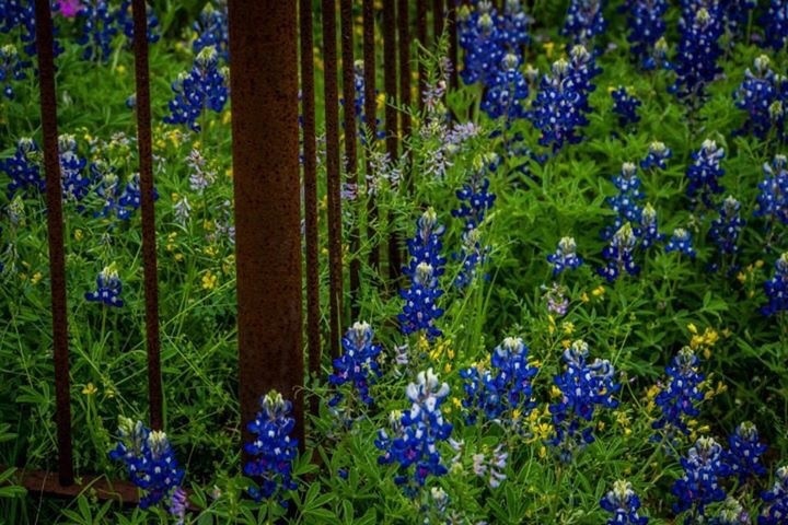 April on the Hill Country