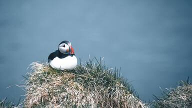 In the little harbour there’s a hill where puffins settle in summer and you can get really close to them! Best to see early or late in the day, they are out fishing midday 😊