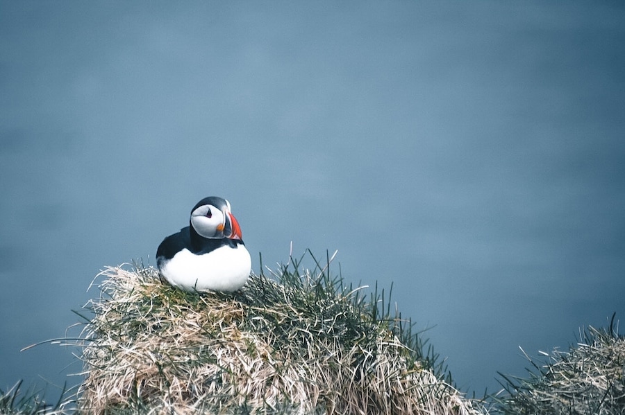 In the little harbour there’s a hill where puffins settle in summer and you can get really close to them! Best to see early or late in the day, they are out fishing midday 😊
