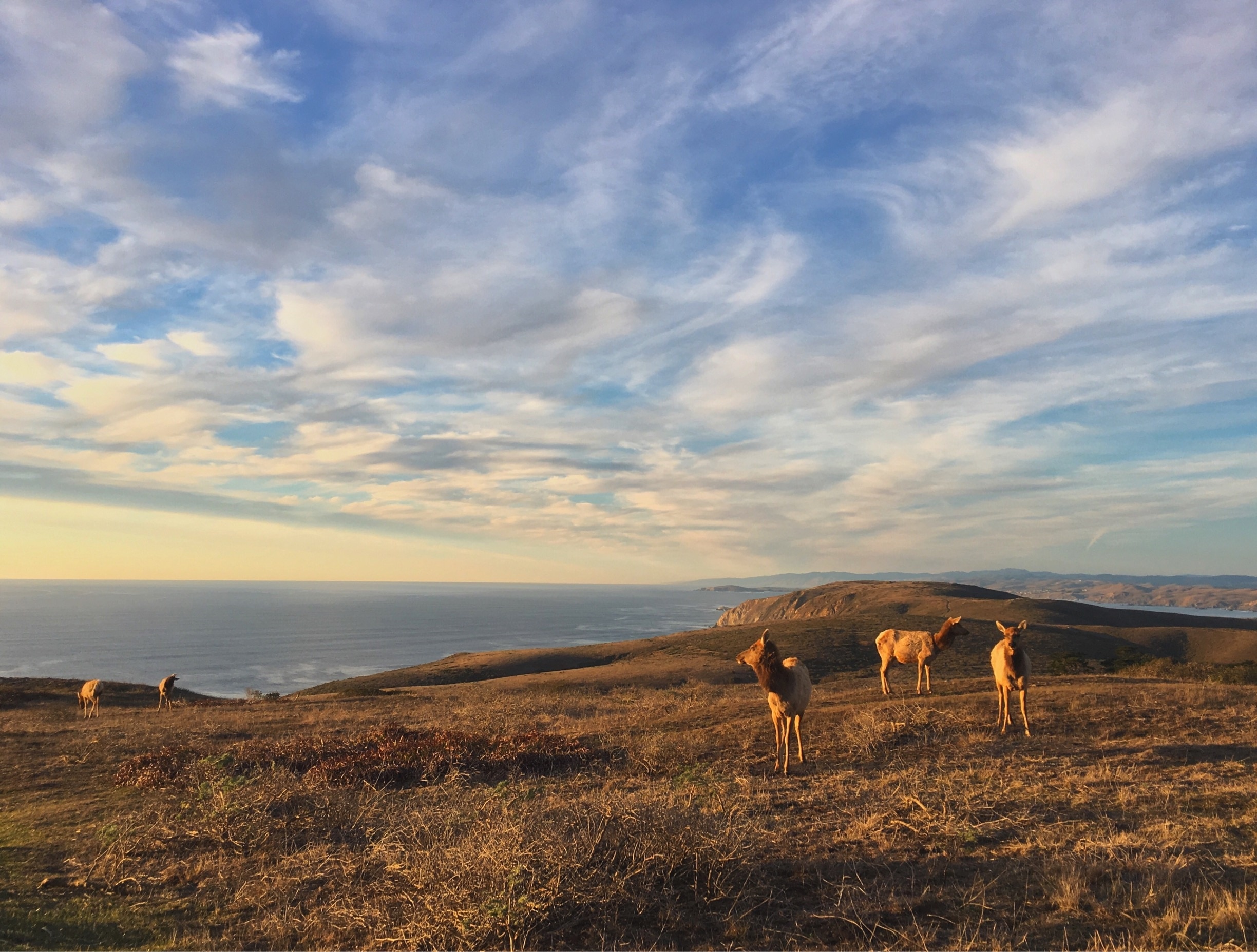 Qué hacer en Point Reyes Station Actividades y atracciones en Point