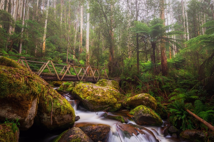 After several returns, I finally got the right light with the right amount of morning mist for this shot! Couldn't have been happier :)
#BVStrove