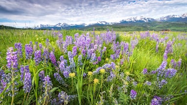 Field of lupine near our home. 