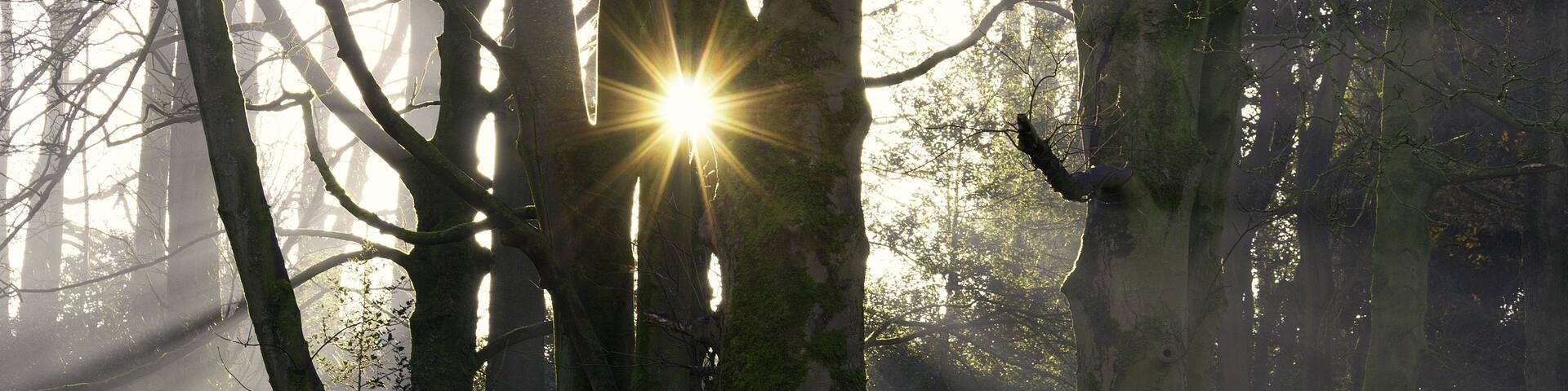 Sun star breaching through bare winter trees & mild mist emphasising the sunrays