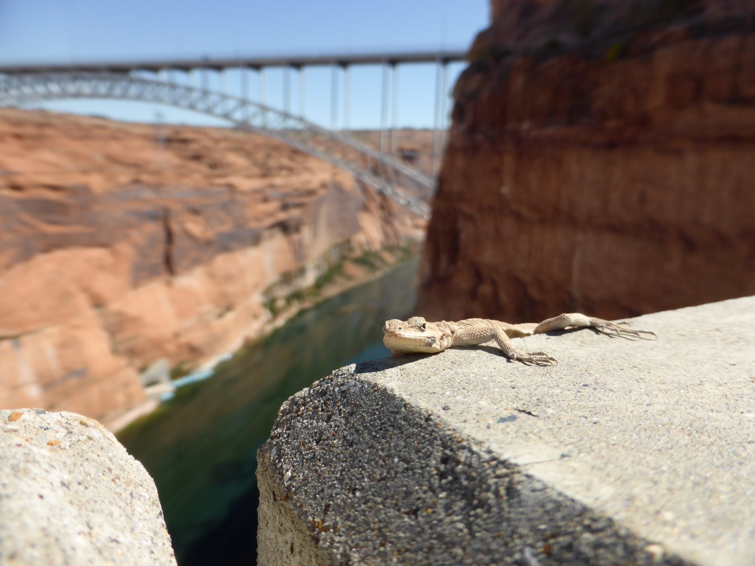 Cute gecko hanging on the edge of the wall at Glen Canyon Dam. 