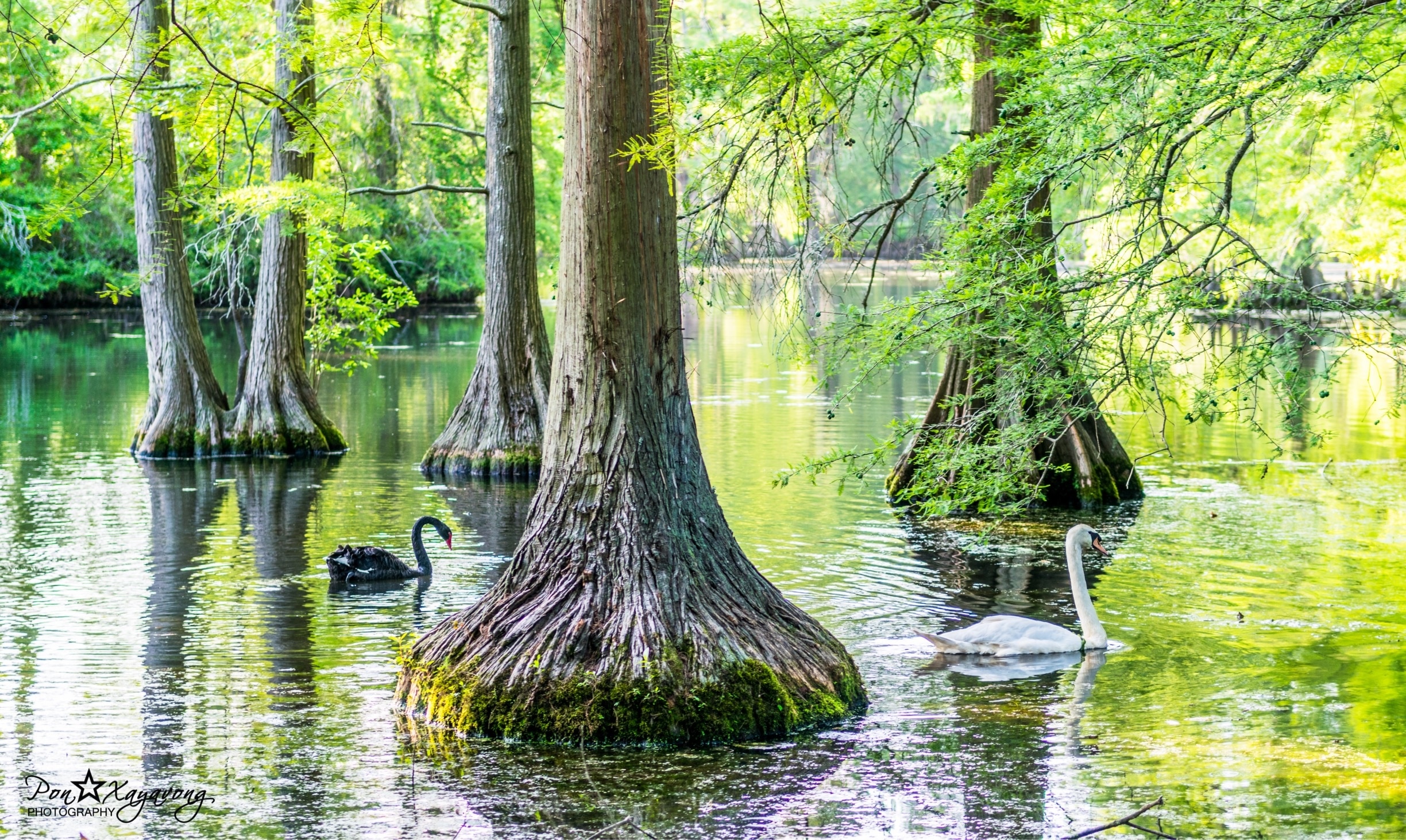 The beautiful black waters of Swan Lake form the setting for the spectacular Iris Gardens. The lake is dotted with colorful islands, and wildlife is abundant. The only public park in the United States to feature all eight swan species, Swan Lake-Iris Gardens is also home to some of the nation's most intensive plantings of Japanese iris