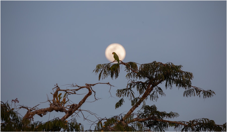 Parrot placed on the moon!! Phot taken in the Laguna grande in Cuyabeno wildlife reserve in Ecuador Amazon Rainforest