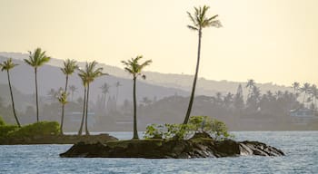 Little Island Fun
#seascapephotography #landscape #travel #photo #fotó #Foto #beautiful #Wow #photography #peaceful #peace #sky #palms #hawaii2019 #waves #beachlife #beach #Island #hawaiistagram #paradise #tropical #HI #potd #PhotoOfTheDay #clouds #canonusa #canon #canonfavpic