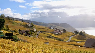 I love walking through the Lavaux vineyards, just east of Lausanne. There is always something nice to see, and the view on the Lac Léman is just sublime.  Add in the fall colours, and I fall in love all over again with this amazing place!
#Golden