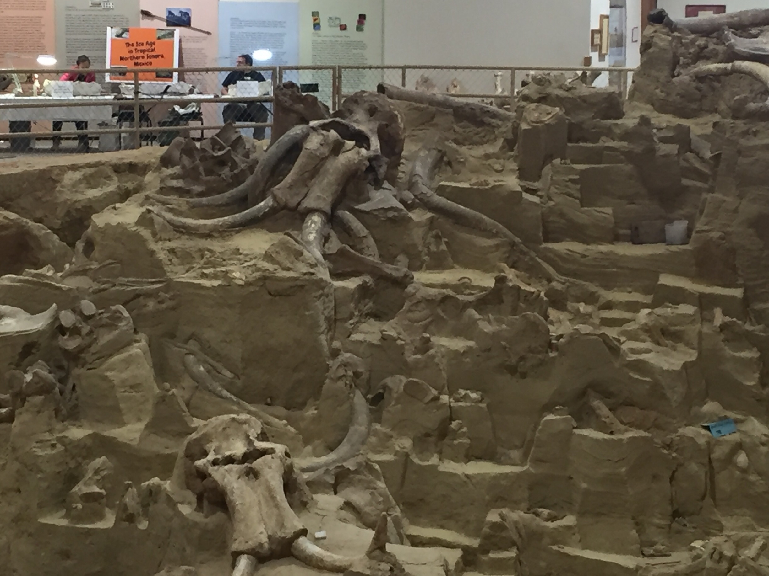 I really enjoyed the Mammoth site tour!  Well worth the 10bucks!