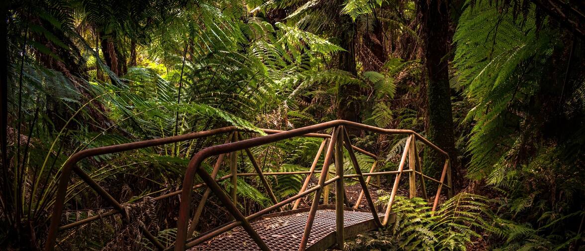 Cheap Hotels in Glen Nayook Rainforest Walk - Last Minute Hotel Deals